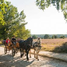 N20-copyright-Lueneburger-Heide-GmbH_web