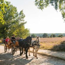 N20-copyright-Lueneburger-Heide-GmbH_web