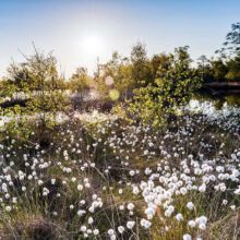 N31-copyright-Lueneburger-Heide-GmbH_web