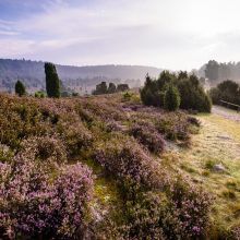 N43-copyright-Lueneburger-Heide-GmbH_web